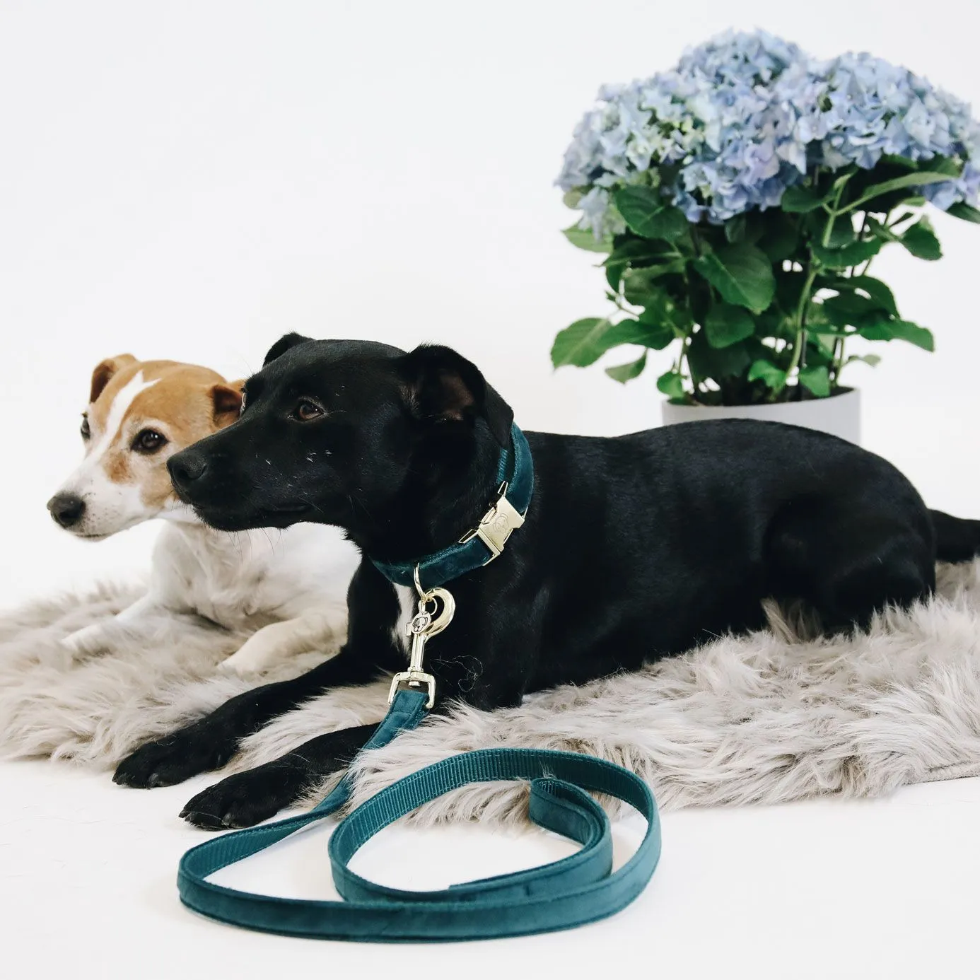 Kentucky Dogwear Velvet Dog Lead - Emerald